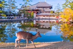 12月の奈良（22）