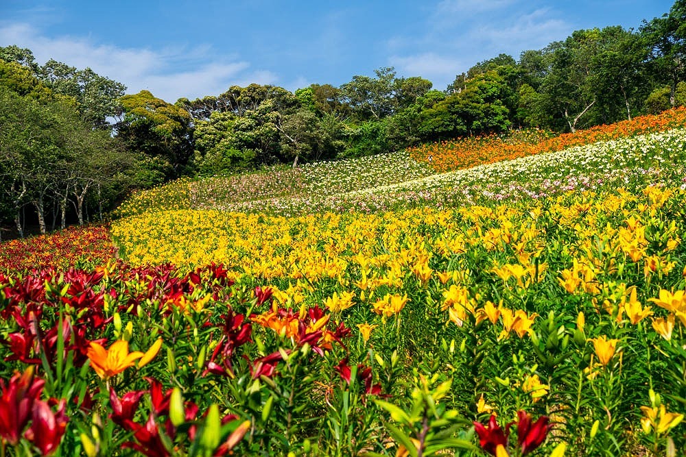 夏到来（３）