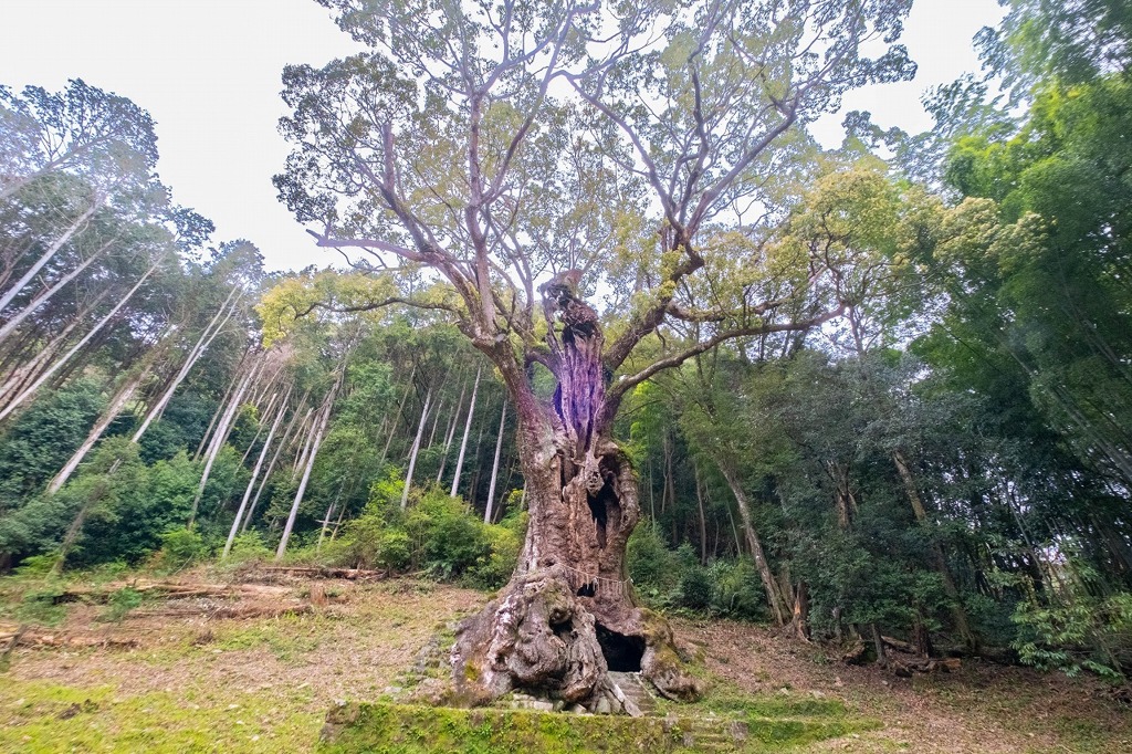 武雄の大楠（２）