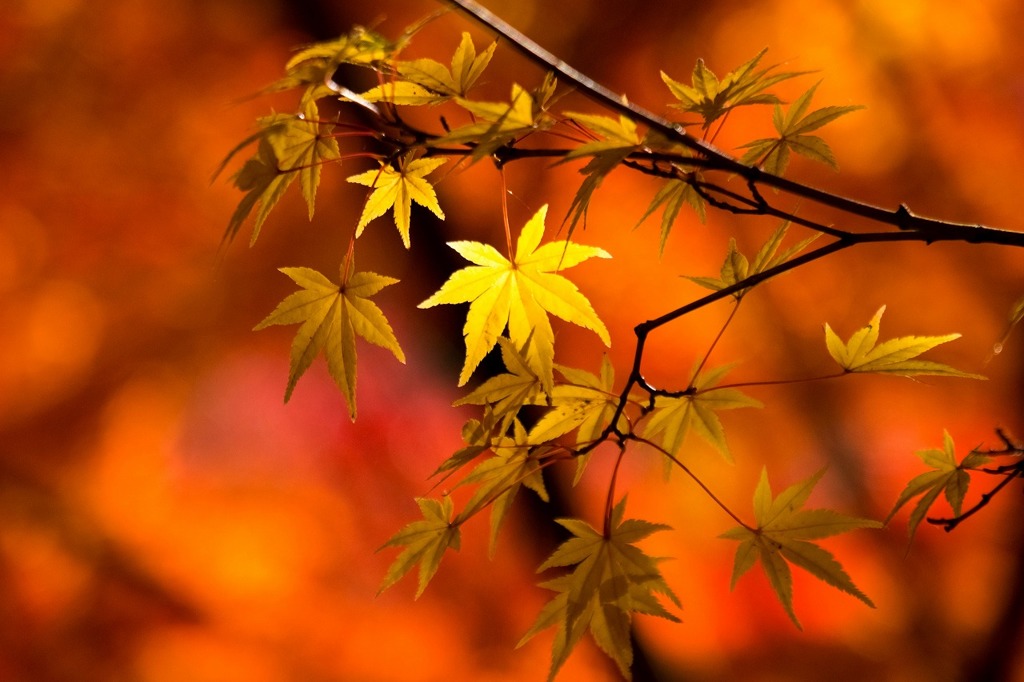 秋の京都（10）