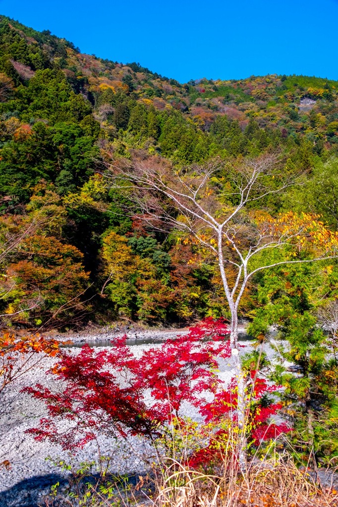 大井川鐡道の旅（13）