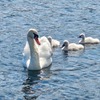 白鳥の親子（２）