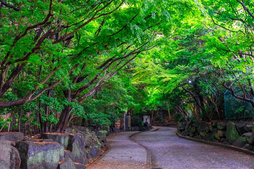 梅雨の鎌倉（16）