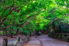 梅雨の鎌倉（16）