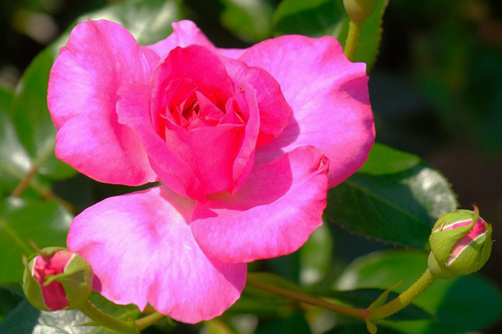 島田バラの丘公園（14）