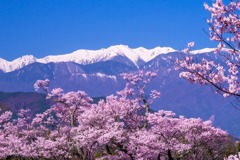 高遠の春（11）