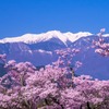 高遠の春（11）