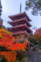 12月の高知（９）