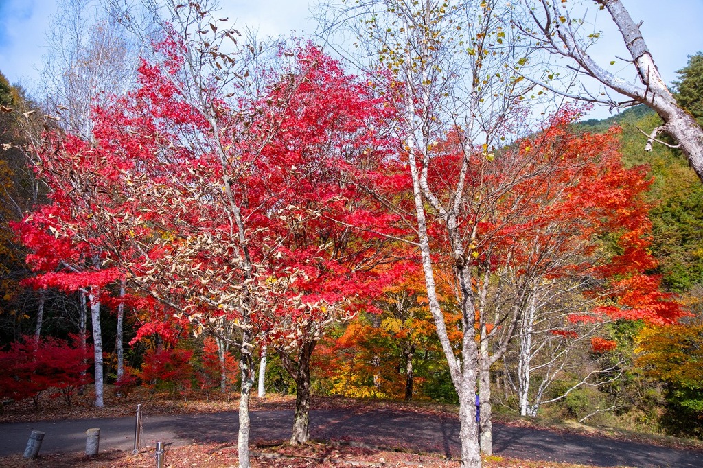 もみじ湖の紅葉（１）