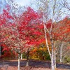 もみじ湖の紅葉（１）