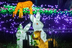 つま恋イルミネーション（６）