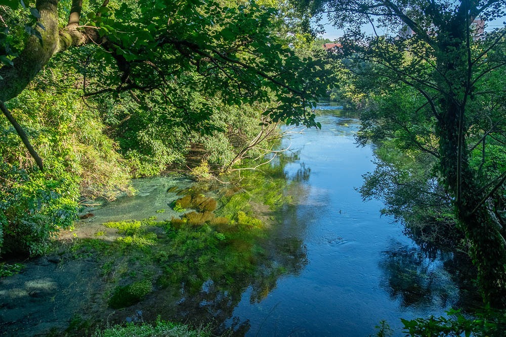 柿田川（２）