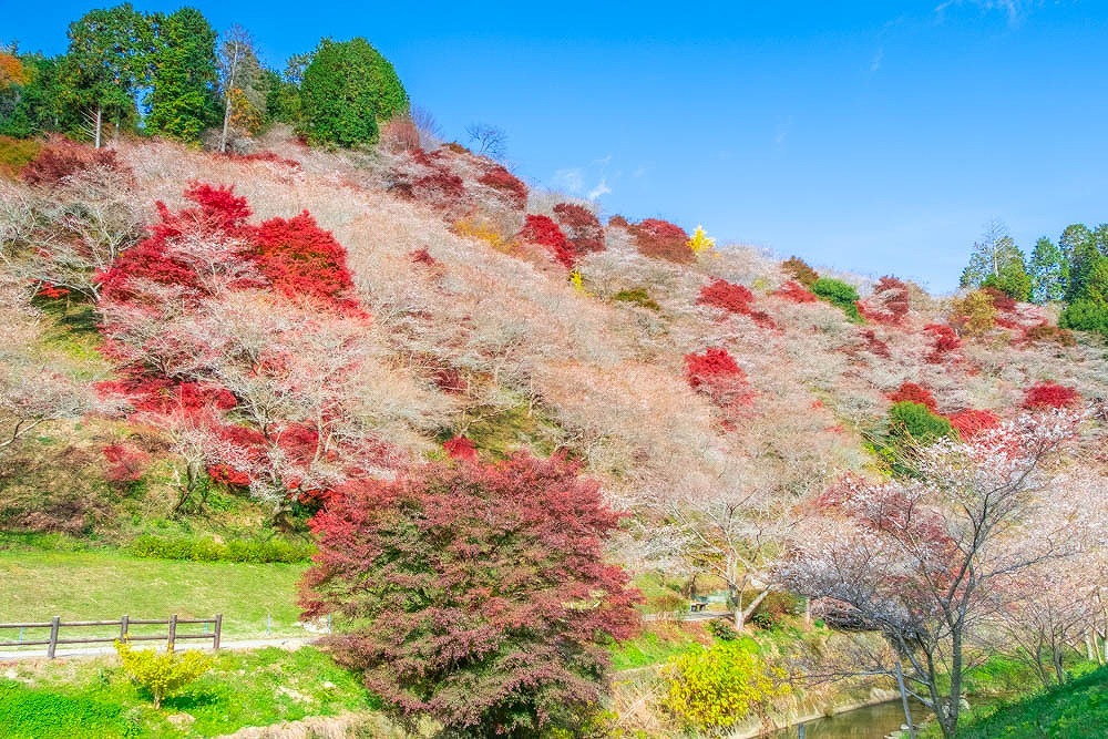 小原四季桜（３）
