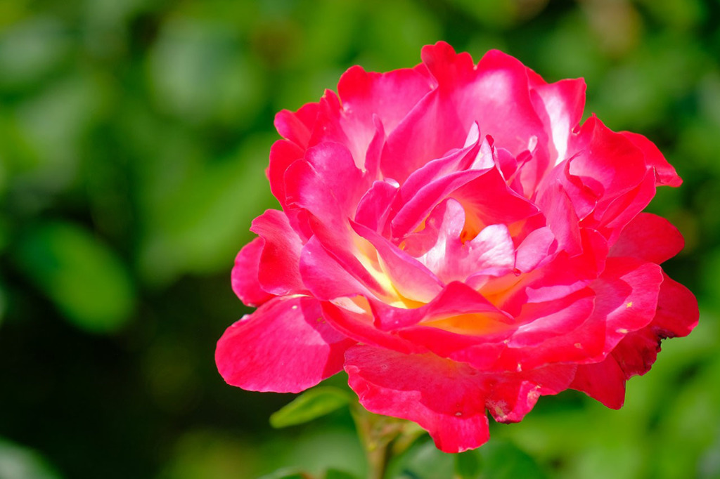 島田バラの丘公園（２）