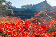 秋の京都（37）