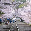 京都の春（23）