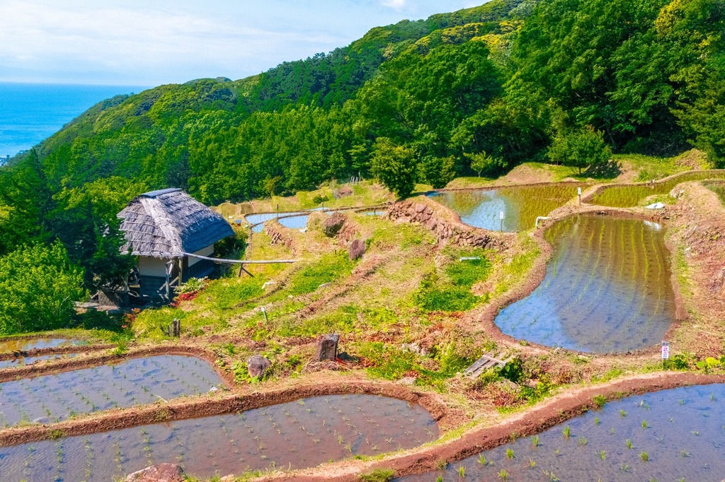 石部の棚田（２）