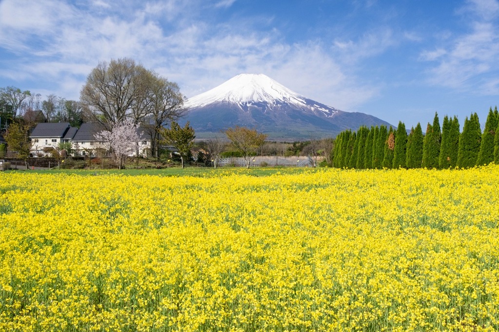 ゴールデンウィークの花の都（２）