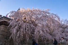 上田の春（７）
