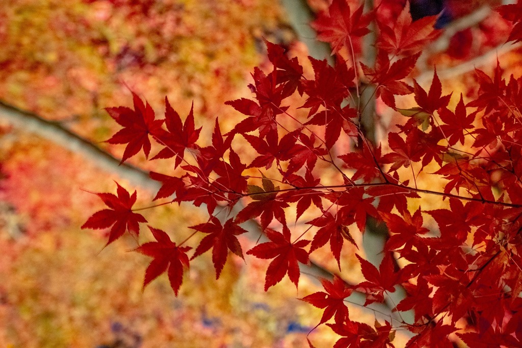 山中湖紅葉まつり（２）