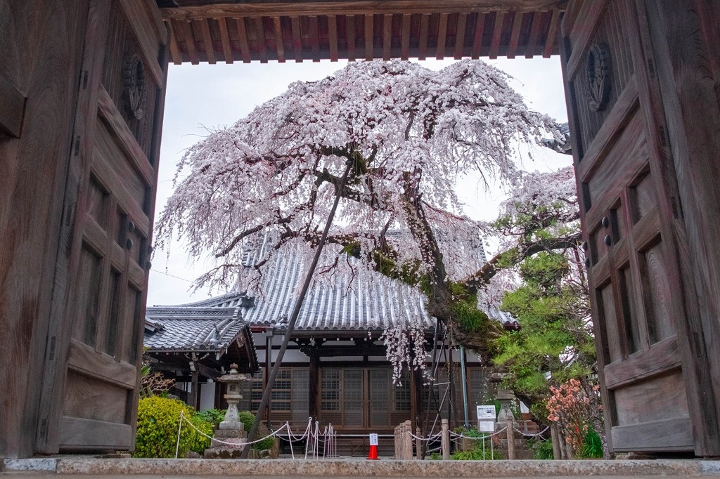 園明寺（１）