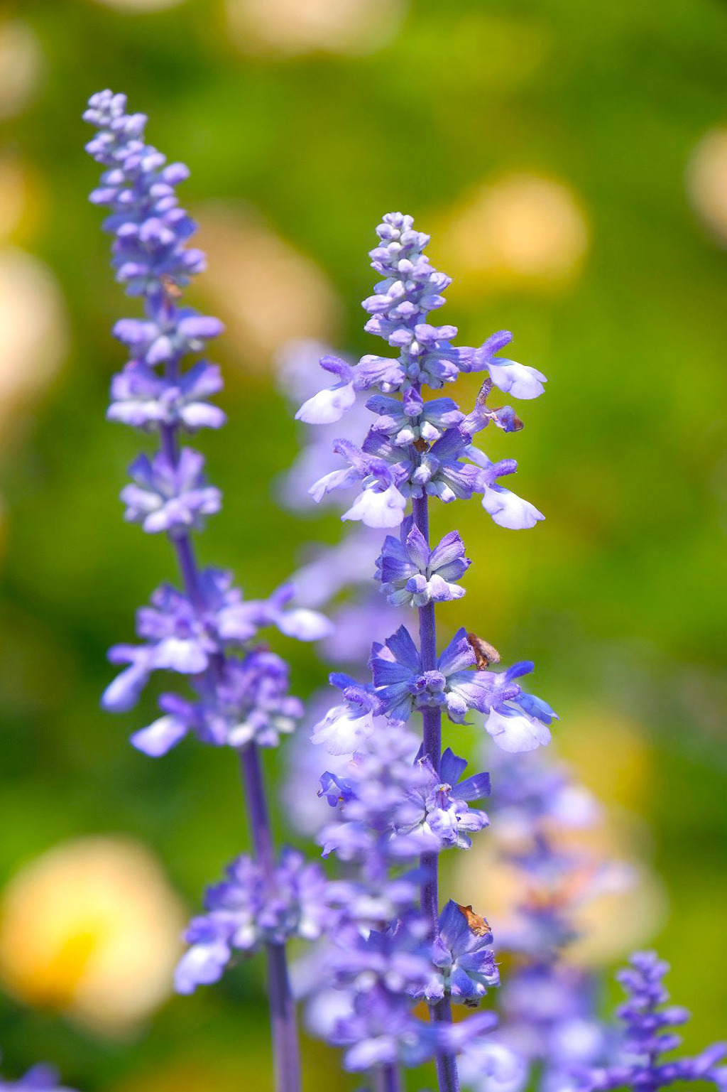 島田バラの丘公園（３）