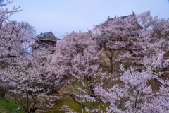 上田の春（41）