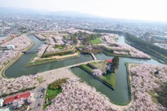 五稜郭の桜（１）