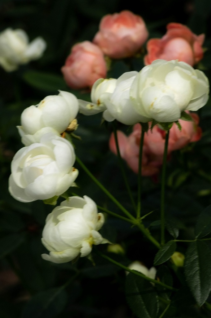 島田ばらの丘公園（５）