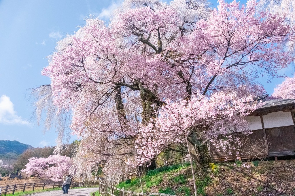勝間薬師堂のしだれ桜（５）
