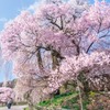 勝間薬師堂のしだれ桜（５）