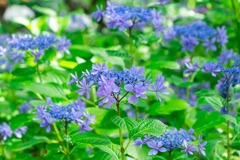 紫陽花（７）