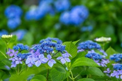 紫陽花（８）