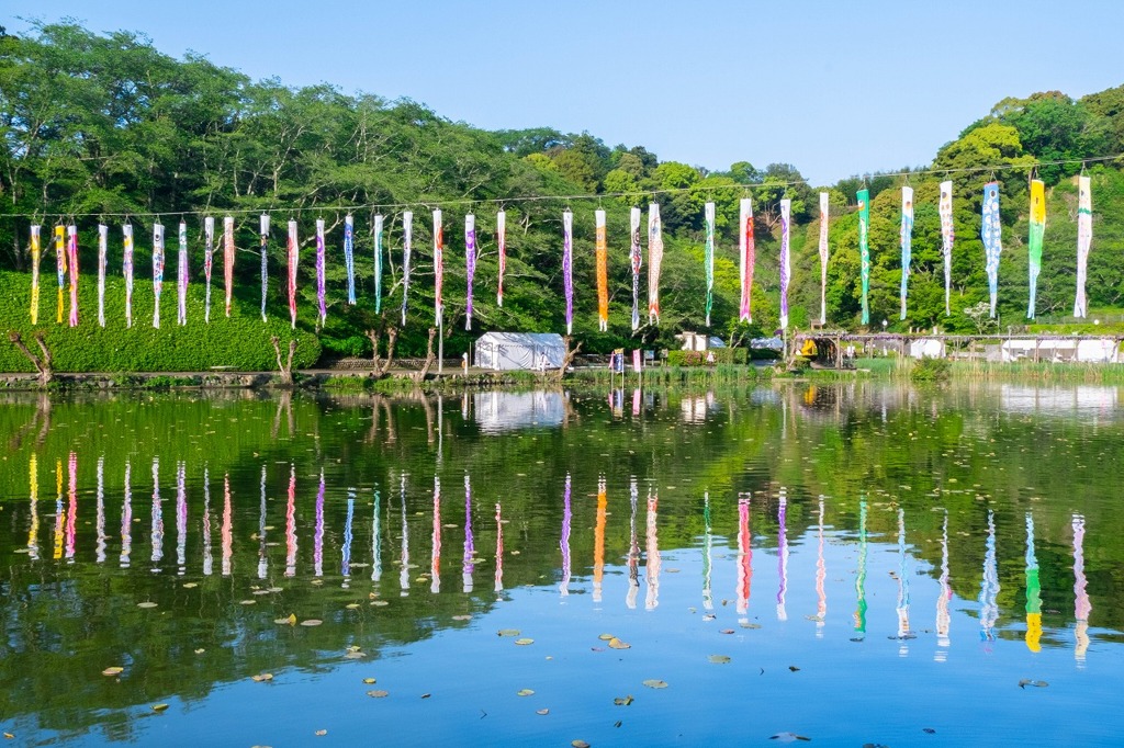 蓮華寺池の藤（１）