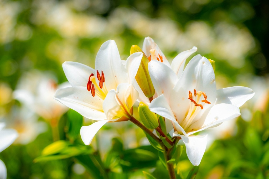 可睡ユリの園（２）