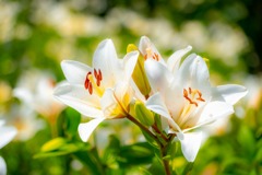 可睡ユリの園（２）