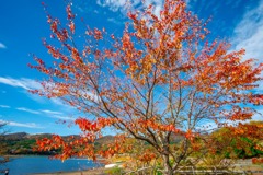 秋の富士五湖2025（２）