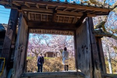 高遠の春（７）