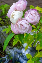 ハイジの村（13）