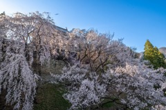 上田の春（13）