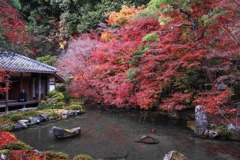 秋の京都（32）