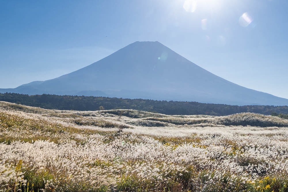 富士山とすすき（１）