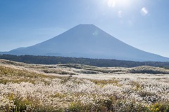 富士山とすすき（１）