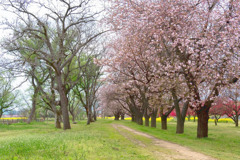 千曲川の春（１）