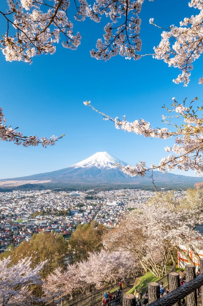 春の新倉山（７）