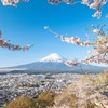 春の新倉山（７）