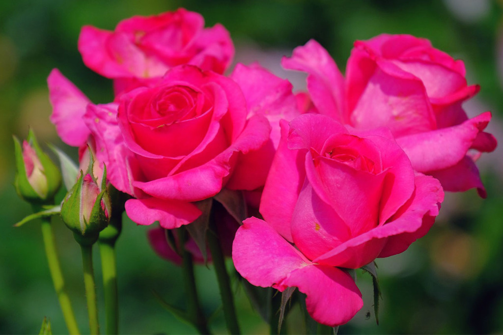 島田バラの丘公園（１）