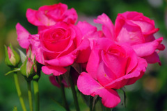 島田バラの丘公園（１）