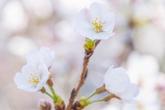 春が来た（８）