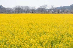 南伊豆菜の花まつり（１）